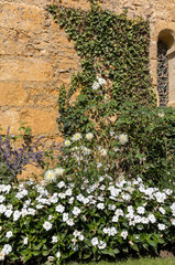 wall of a old stone house overgrown with Ivy