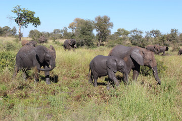 Fototapeta premium Afrikanischer Elefant / African elephant / Loxodonta africana...
