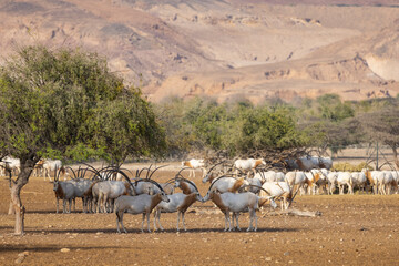 Huge herd of Scimitar-Horned Oryx (Sahara Oryx) at a wildlife conservation park in Abu Dhabi,...