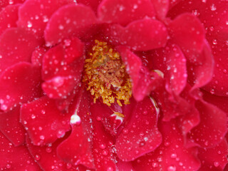rose plant in spring - 437012040