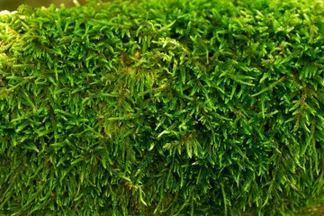 Background of moss growing on a log in forest