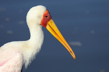 Nimmersatt / Yellow-billed stork / Mycteria ibis