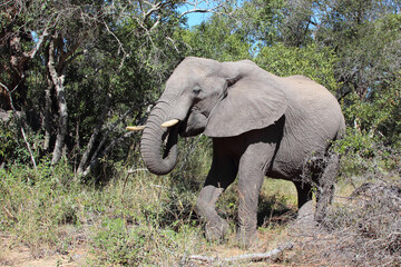 Fototapeta premium Afrikanischer Elefant / African elephant / Loxodonta africana