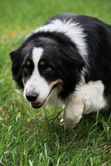 British shepherd dog sneaks in and starts herding. Smartest dog breed in the world. Charming black and white red tricolor border Collie took shepherds pose .