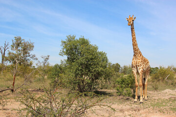 Giraffe / Giraffe / Giraffa camelopardalis