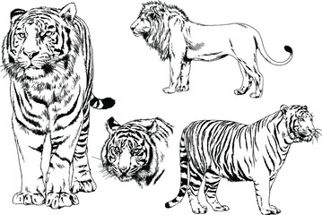 vector drawings sketches different predator , tigers lions cheetahs and leopards are drawn in ink by hand , objects with no background