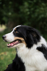 Black and red and white collie portrait in profile. Portrait of tricolor black border collie on background of green grass. Smartest British shepherd dog breed in world.