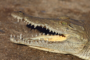 Nilkrokodil / Nile crocodile / Crocodylus niloticus