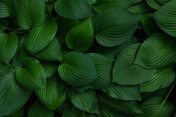 Fresh green hosta plant leaves background. Botanical nature surface. Wallpaper or poster with green...