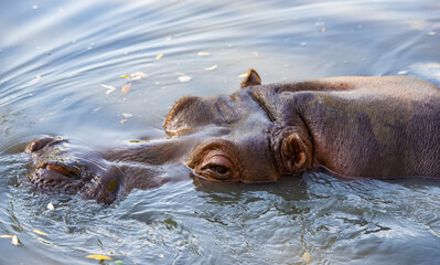 hippo swims in the lake close-up