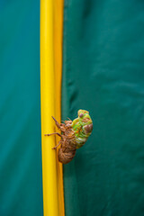 Cicada metamorphosis