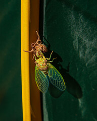 Cicada metamorphosis