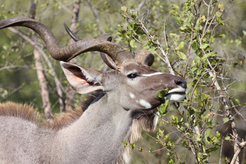 Großer Kudu / Greater kudu / Tragelaphus strepsiceros.