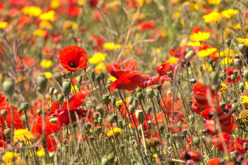 Fototapeta premium Poppies