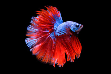Beautiful colors