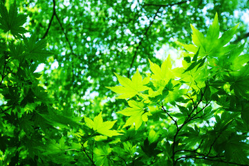 Fototapeta na wymiar 写真素材：緑・自然・エコのイメージ
