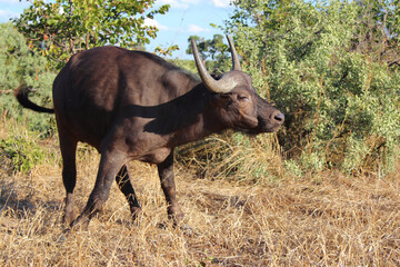 Naklejka na ściany i meble Kaffernbüffel / African buffalo / Syncerus caffer