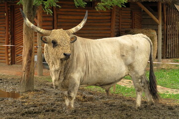A mature ox