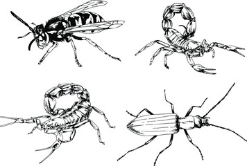 vector drawings sketches different insects bugs Scorpions spiders drawn in ink by hand , objects with no background	