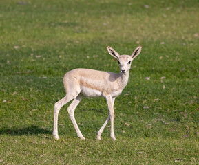 Young Sand Gazelle calf in wildlife conservation park, Abu Dhabi, United Arab Emirates