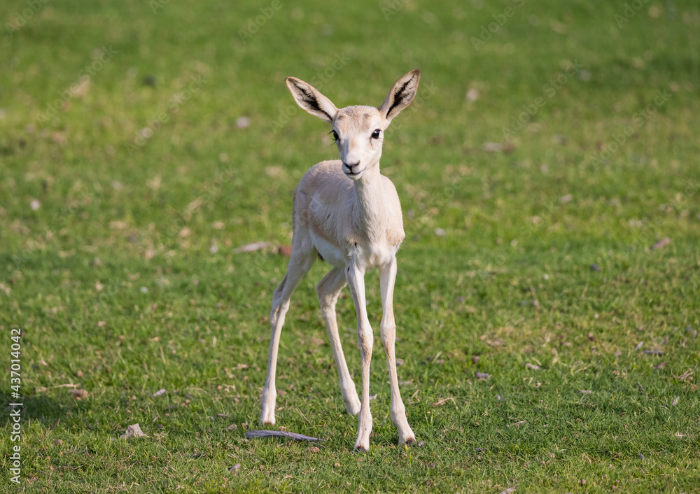 Wall mural young sand gazelle calf in wildlife conservation park, abu dhabi, united arab emirates