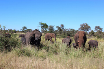 Obraz premium Afrikanischer Elefant / African elephant / Loxodonta africana...