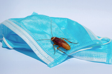 Cockroaches are sticking On a mask, disinfection against cockroaches.