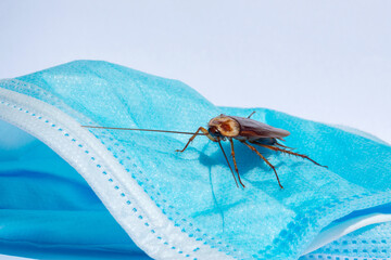 Cockroaches are sticking On a mask, disinfection against cockroaches.