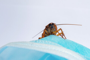 Cockroaches are sticking On a mask, disinfection against cockroaches.