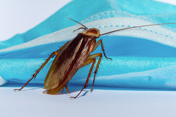 Cockroaches are sticking On a mask, disinfection against cockroaches.