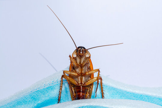 Cockroaches are sticking On a mask, disinfection against cockroaches.