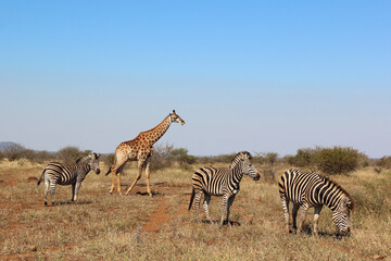 Obraz na płótnie Canvas Giraffe und Steppenzebra / Giraffe and Burchell's zebra / Giraffa Camelopardalis et Equus burchellii