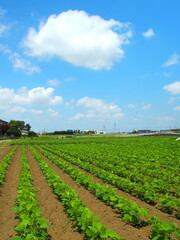 Fototapeta na wymiar 初夏の郊外の枝豆畑風景