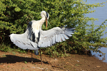 Afrikanischer Graureiher / Grey heron / Ardea cinerea