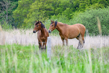 Zwei Pferde auf der Wiese