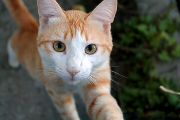 portrait of a red cat