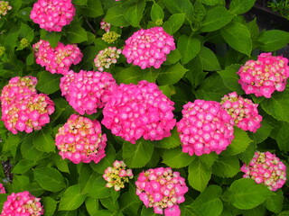赤い紫陽花
