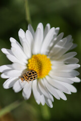 Coccinelle asiatique 