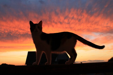 cat on sunset