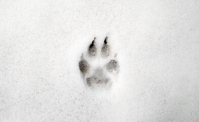 Interesting abstract white background with footprints of a cat or dog paws on the snow.