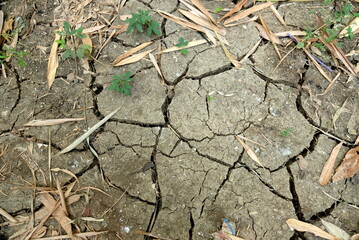 dryland and dried leaves in the ground