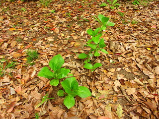 春の落葉の中の紫陽花の若葉