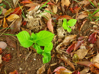 春の落葉の中の紫陽花の若葉