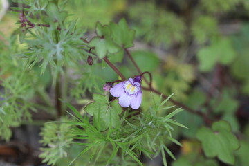 春の野原に咲くツタバウンランの薄紫色の花