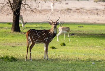 Naklejka na ściany i meble Chital Indian Spotted Deer at a wildlife conservation park in Abu Dhabi, United Arab Emirates