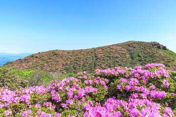 Fototapeta premium 平治岳 ミヤマキリシマ 大分県 Mt.Hijidake Miyama Kirishima Ooita-ken