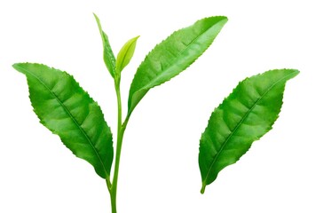 茶葉 生茶葉 お茶の葉 イラスト リアル 8