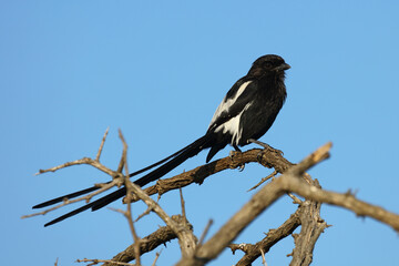 Schachwürger / Long-tailed shrike - Magpie shrike / Lanius schach.