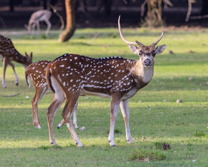 Chital Indian Spotted Deer at a wildlife conservation park in Abu Dhabi, United Arab Emirates