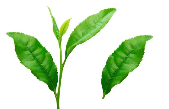 390 Best お茶っ葉 Images Stock Photos Vectors Adobe Stock 390 Best お茶っ葉 Images Stock Photos Vectors Adobe Stock